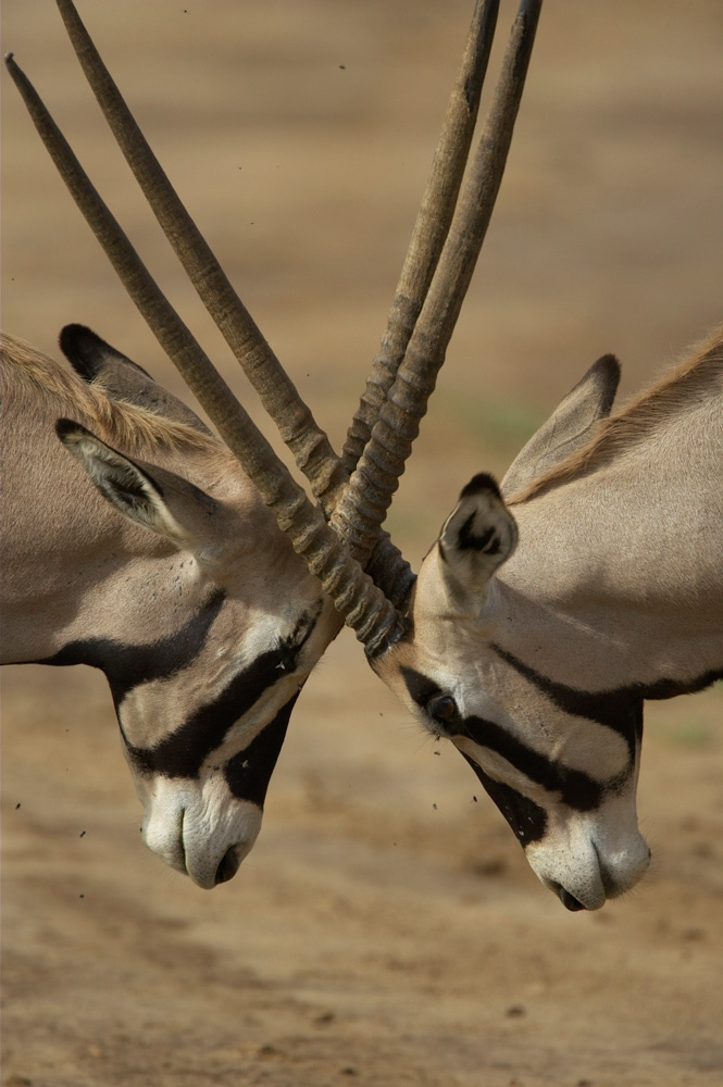 Favorites%20MA%20A%20Samburu%203%20RAW%20004085