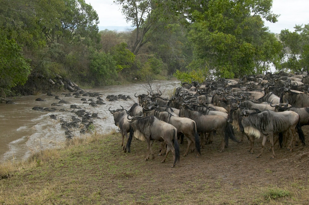 Gnu%20river%20crossing-034823%20RAW%20AA
