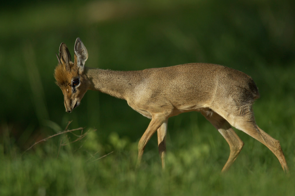 Gunther's%20Dik-Dik%20RAW%20021971
