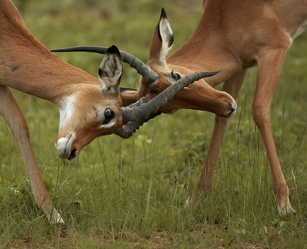Impala%20bucks%20fighting-055085%20RAW%20AA