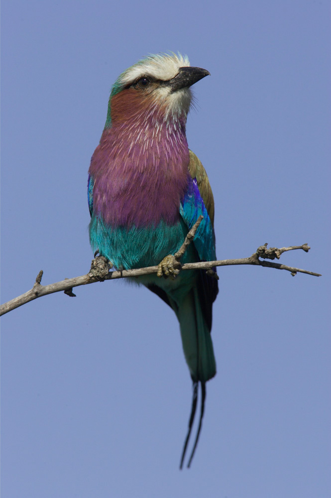 Lilac-breasted%20Roller%20RAW%20024222