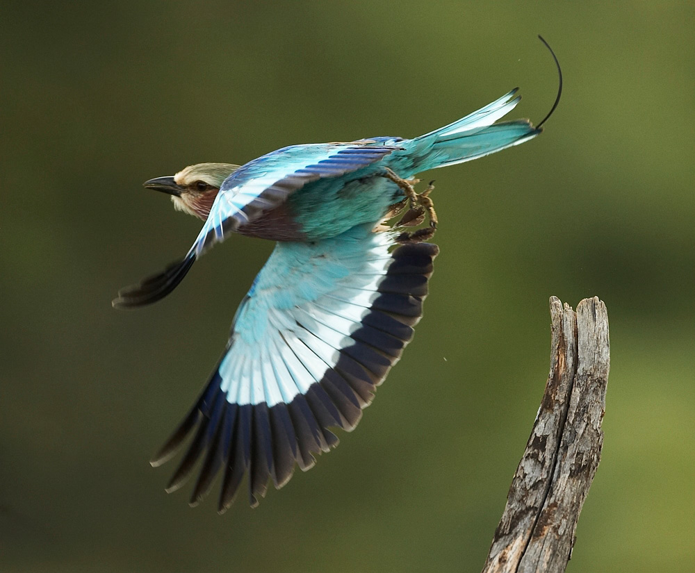 Lilac-breasted%20Roller-055584%20RAW