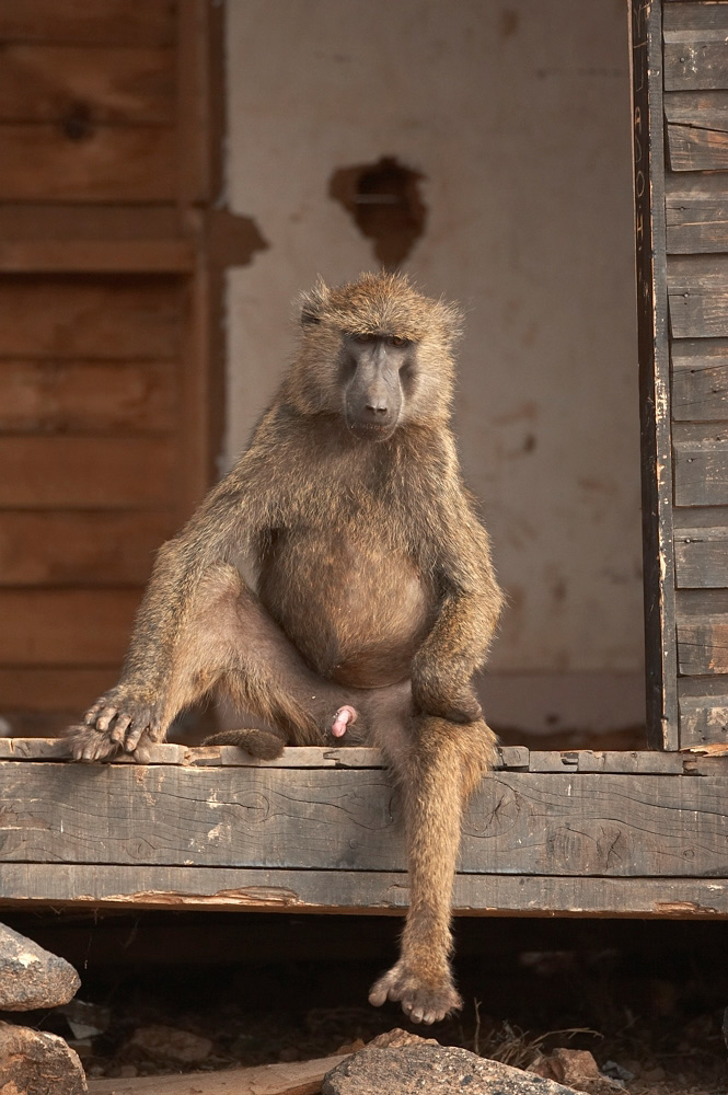 Olive%20Baboon-046340%20RAW