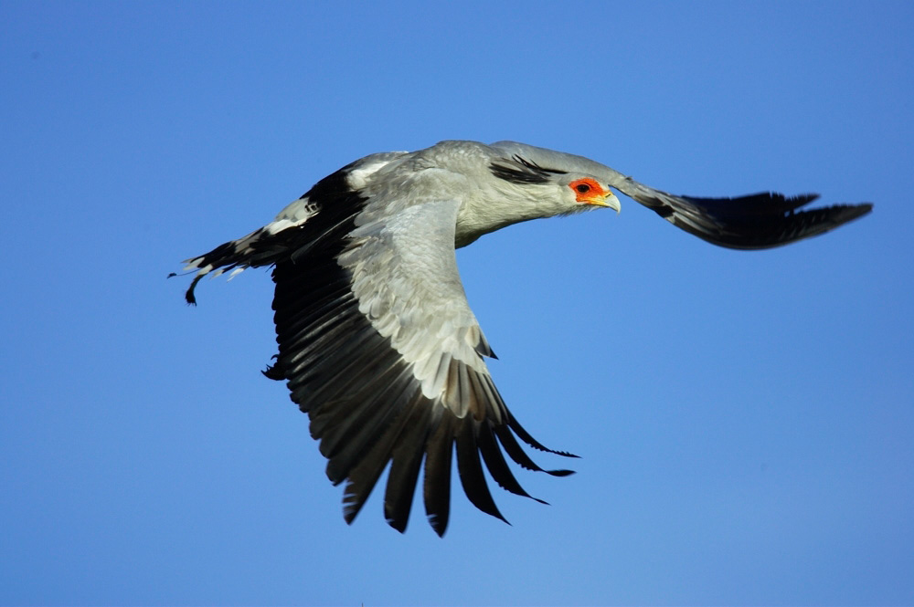 Secretary%20Bird%20in%20flight%20RAW%20025425