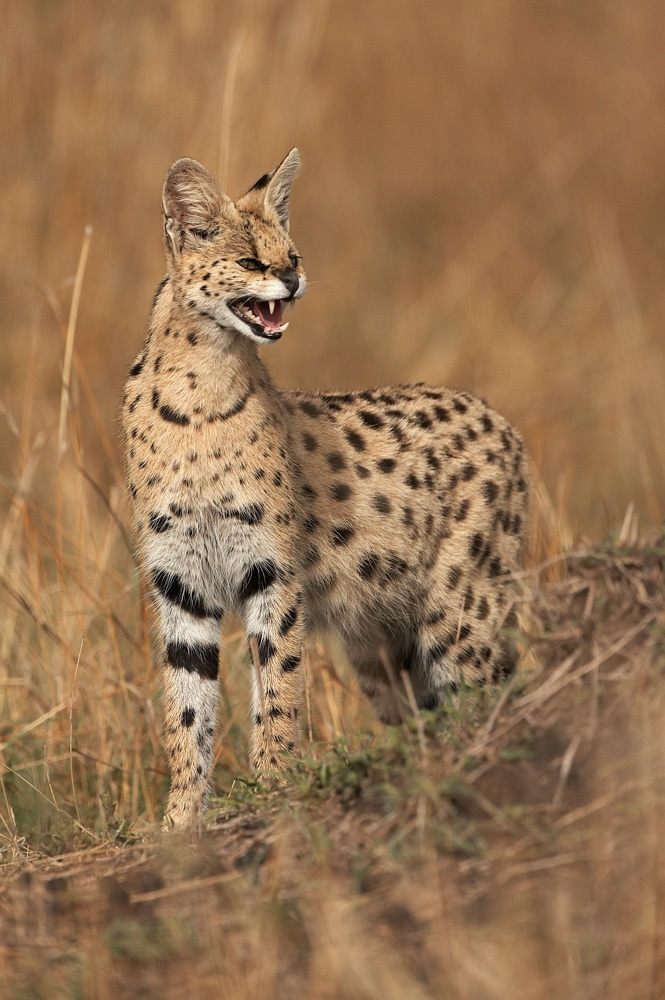 Serval-057300%20RAW%20A