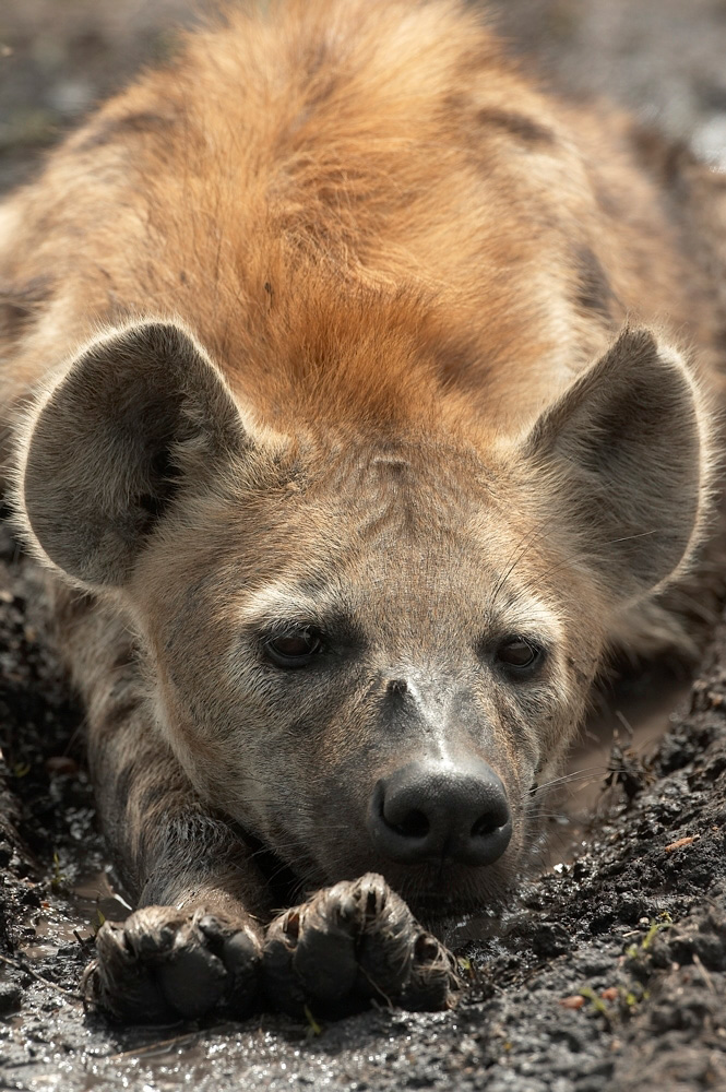 Spotted%20Hyena-059232%20RAW%20AA