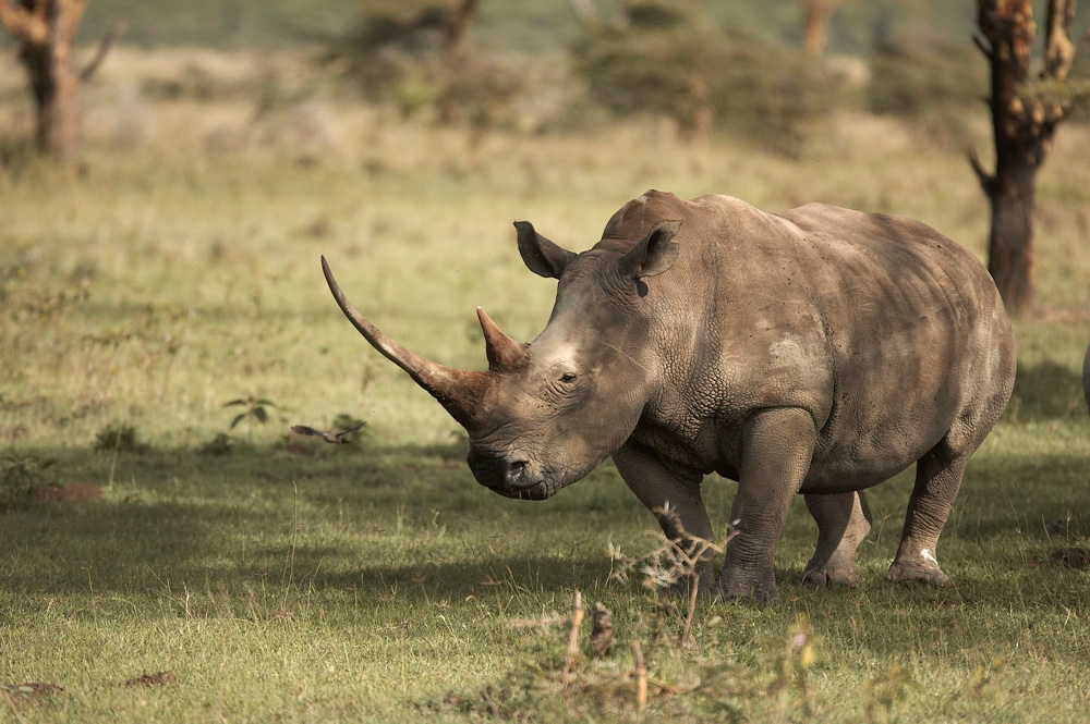 White%20Rhinocerous%20w%20long%20horn-003009%20RAW%20AA