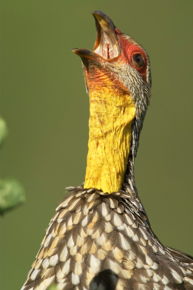 Yellow-throated%20Spurfowl%20RAW%20A%20021617