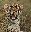 African%20Leopard%20snarling-060082%20RAW