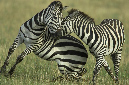 Common%20Zebra%20fighting%20RAW%20024352