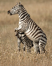 Common%20Zebra%20fighting-058971%20RAW%20AA