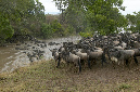 Gnu%20river%20crossing-034823%20RAW%20AA
