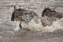 Gnu%20river%20crossing-048043%20RAW