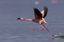 Lesser%20Flamingo%20RAW%20023690