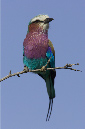 Lilac-breasted%20Roller%20RAW%20024222