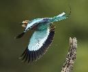 Lilac-breasted%20Roller-055584%20RAW