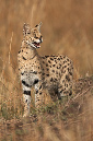 Serval-057300%20RAW%20A