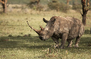 White%20Rhinocerous%20w%20long%20horn-003009%20RAW%20AA