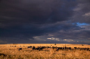 Zebras%20n%20Clouds%20Masai%20Mara-033888%20RAW