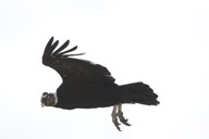 Andean%20Condor%205216