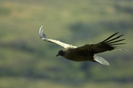 Andean%20Condor%20in%20Flight%20RAW%20029051