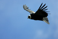 Andean%20Condor%20in%20Flight%20RAW%20029079
