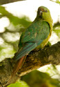 Austral%20Parakeet%202623%20copy