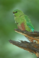 Austral%20Parakeet%20RAW%20010