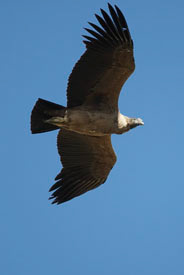 Condor%20immature%20AA%20MAM11746