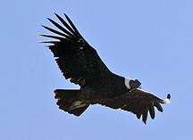 Condor,%20Andean%20001