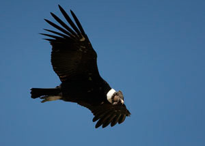Condor_JOE9173