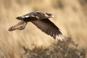 Crested%20Caracara%20RAW%20%20A%20015160