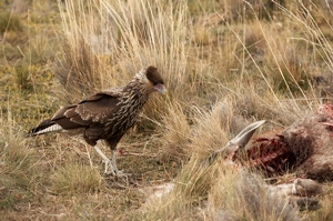 Crested%20Caracara%20at%20Guanaco%20Carcass%20RAW%20%20A%20015128