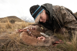 Examining%20Guanaco%20Kill%20by%20Puma%20RAW%20%20A%20015236