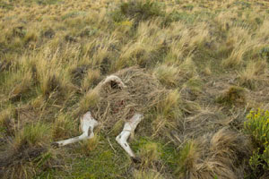 Guanaco%20-%20Puma%20kill_MCD5832