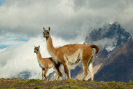 Guanaco%20RAW%20021726-1