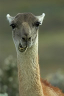 Guanaco%20RAW%20023
