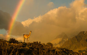 Guanaco%20Rainbow_MCD5794