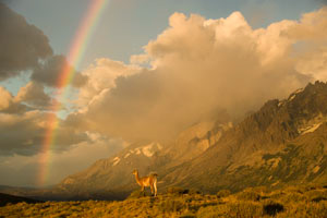 Guanaco%20Rainbow_MCD5806