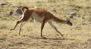 Guanaco%20running%20A%20MAM11601