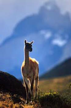 Guanaco&blueMtbkgrd%20copy