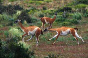 GuanacoFightballchase