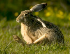 HARE,European%20Scratching%20020