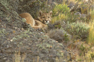 Puma%20WILD%20in%20Torres%20del%20Paine%20RAW%20015