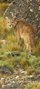 Puma%20WILDPano