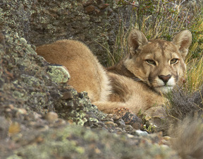 Puma%20WILDcropped