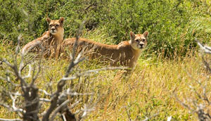 Puma%20_JOE9210