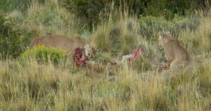 Puma%20at%20carcass%202%20AA%20MAM12178