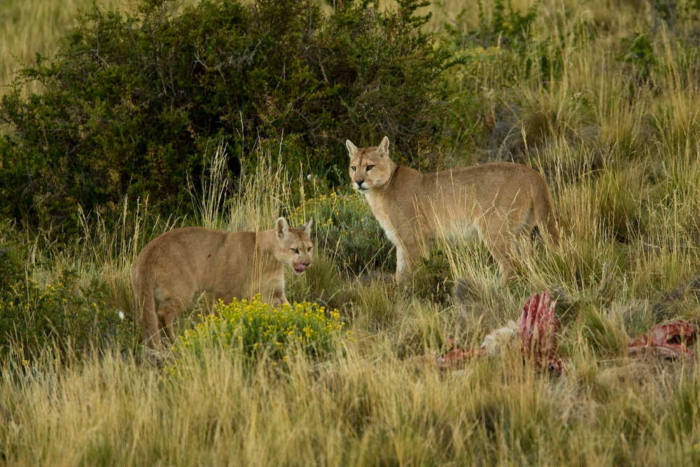 Puma_JOE9344