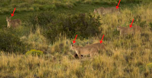 Pumas%20all%20five%20w%20ARROWS%20MAM12035